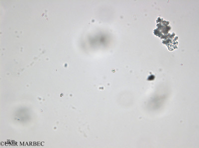 phyto/Bizerte/bizerte_bay/RISCO April 2014/Nanoflagellé 12 (cf Rhodomonas- 140729 -2)(copy)_thumb.jpg